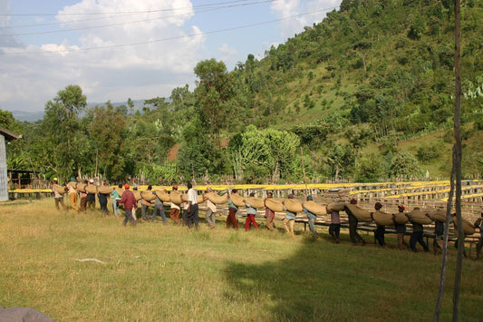 Wij kiezen voor biologische koffie